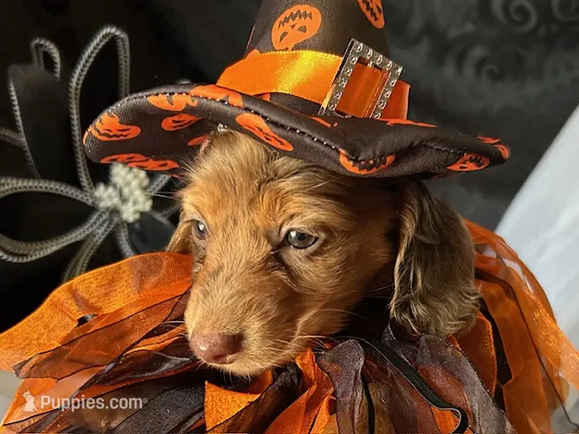 Misty – Miniature Dachshund puppy on hold in Riverview, MI