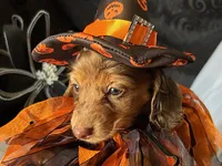 Misty, a female Miniature Dachshund for sale in Riverview, MI – 1 of 10