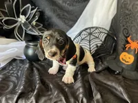 Brock, a male Miniature Dachshund for sale in Riverview, MI – 2 of 10