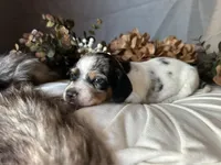 Daphne (On hold), a female Miniature Dachshund for sale in Riverview, MI – 2 of 10