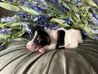 Fred, a male Miniature Dachshund for sale in Riverview, MI – 6 of 10