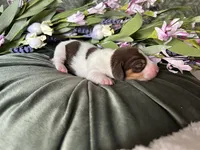 Velma, a female Miniature Dachshund for sale in Riverview, MI – 5 of 10