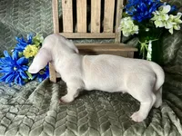 Casper, a male Miniature Dachshund for sale in Riverview, MI – 4 of 10