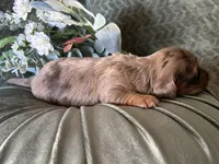 Misty, a female Miniature Dachshund for sale in Riverview, MI – 9 of 10