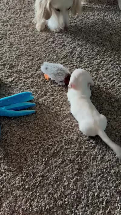 Casper, a male Miniature Dachshund for sale in Riverview, MI – 7 of 10
