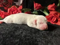 Casper, a male Miniature Dachshund for sale in Riverview, MI – 6 of 10