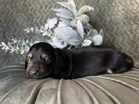 Ash, a male Miniature Dachshund for sale in Riverview, MI – 8 of 10