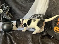 Brock, a male Miniature Dachshund for sale in Riverview, MI – 4 of 10