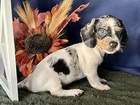 Daphne, a female Miniature Dachshund for sale in Riverview, MI – 2 of 10