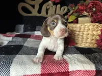 Velma, a female Miniature Dachshund for sale in Riverview, MI – 2 of 10