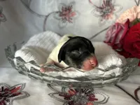 Brock, a male Miniature Dachshund for sale in Riverview, MI – 6 of 8