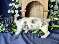 Daphne, a female Miniature Dachshund for sale in Riverview, MI – 6 of 10