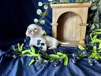 Casper, a male Miniature Dachshund for sale in Riverview, MI – 3 of 10