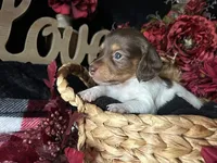 Shaggy, a male Miniature Dachshund for sale in Riverview, MI – 7 of 10