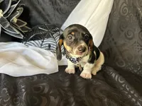 Brock, a male Miniature Dachshund for sale in Riverview, MI – 6 of 10