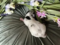 Daphne, a female Miniature Dachshund for sale in Riverview, MI – 4 of 10