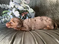 Misty, a female Miniature Dachshund for sale in Riverview, MI – 4 of 10