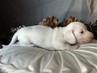 Casper, a male Miniature Dachshund for sale in Riverview, MI – 7 of 10