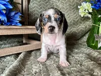 Daphne, a female Miniature Dachshund for sale in Riverview, MI – 6 of 10