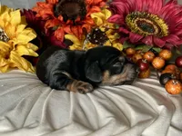 Ash, a male Miniature Dachshund for sale in Riverview, MI – 6 of 10