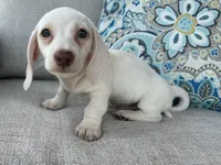 Casper, a male Miniature Dachshund for sale in Riverview, MI – 2 of 10