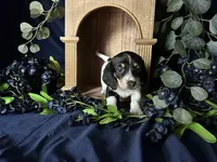 Fred , a male Miniature Dachshund for sale in Riverview, MI – 5 of 10