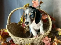Daphne, a female Miniature Dachshund for sale in Riverview, MI – 9 of 10