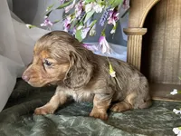 Misty, a female Miniature Dachshund for sale in Riverview, MI – 2 of 10