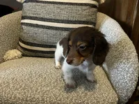 Shaggy, a male Miniature Dachshund for sale in Riverview, MI – 7 of 10