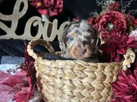 Scooby, a male Miniature Dachshund for sale in Riverview, MI – 8 of 10