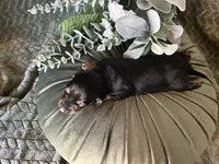 Ash, a male Miniature Dachshund for sale in Riverview, MI – 4 of 10