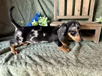 Beatrix , a female Miniature Dachshund for sale in Riverview, MI – 7 of 10