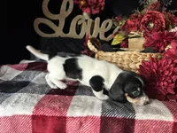 Fred (On Hold for Michael), a male Miniature Dachshund for sale in Riverview, MI – 3 of 10