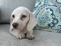 Casper, a male Miniature Dachshund for sale in Riverview, MI – 5 of 10