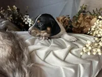 Fred, a male Miniature Dachshund for sale in Riverview, MI – 3 of 10