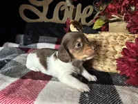 Shaggy, a male Miniature Dachshund for sale in Riverview, MI – 8 of 10