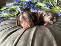 Scooby, a male Miniature Dachshund for sale in Riverview, MI – 1 of 10