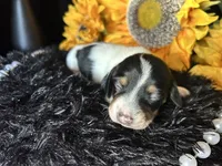 Fred, a male Miniature Dachshund for sale in Riverview, MI – 4 of 10
