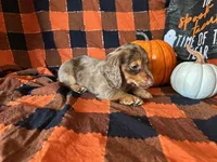 Misty, a female Miniature Dachshund for sale in Riverview, MI – 10 of 10