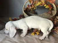 Casper, a male Miniature Dachshund for sale in Riverview, MI – 7 of 10