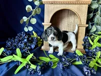 Fred , a male Miniature Dachshund for sale in Riverview, MI – 8 of 10