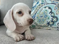 Casper, a male Miniature Dachshund for sale in Riverview, MI – 3 of 10