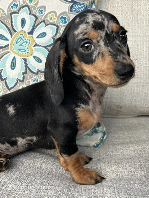 Beatrix  – Miniature Dachshund puppy for sale in Riverview, MI