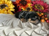 Ash, a male Miniature Dachshund for sale in Riverview, MI – 9 of 10