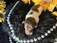 Shaggy, a male Miniature Dachshund for sale in Riverview, MI – 3 of 10