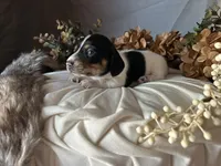 Fred, a male Miniature Dachshund for sale in Riverview, MI – 8 of 10
