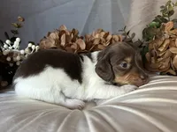 Shaggy, a male Miniature Dachshund for sale in Riverview, MI – 7 of 10