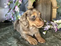 Misty, a female Miniature Dachshund for sale in Riverview, MI – 9 of 10
