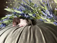 Shaggy, a male Miniature Dachshund for sale in Riverview, MI – 4 of 10