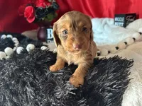 Misty, a female Miniature Dachshund for sale in Riverview, MI – 2 of 10